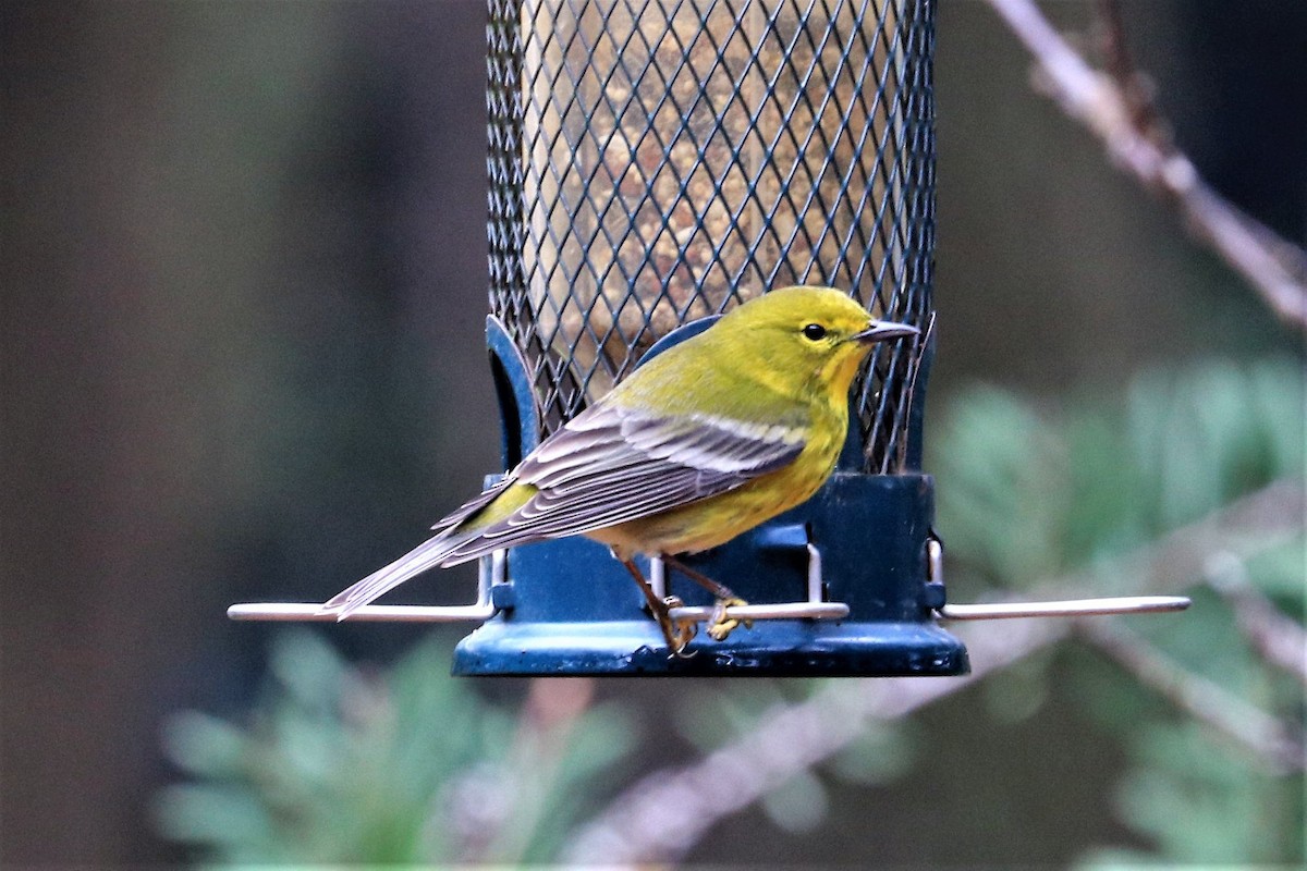 Pine Warbler - ML141895441