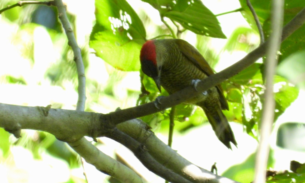 Golden-olive Woodpecker - ML141896201