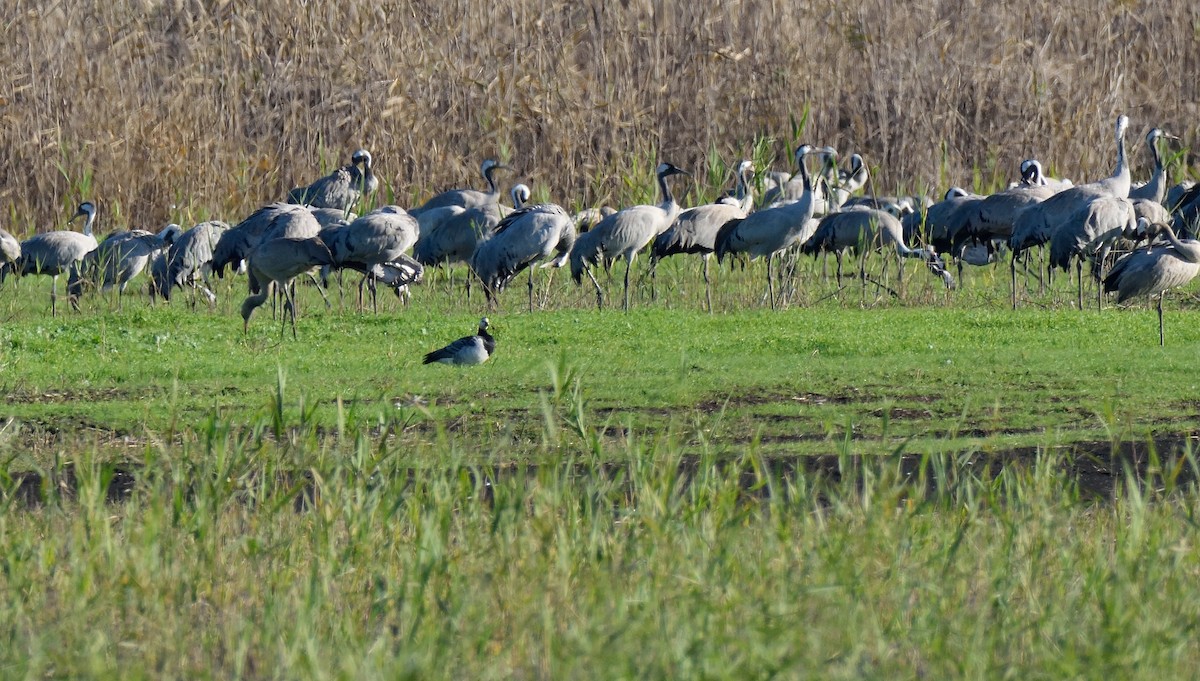 Barnacle Goose - ML141896271