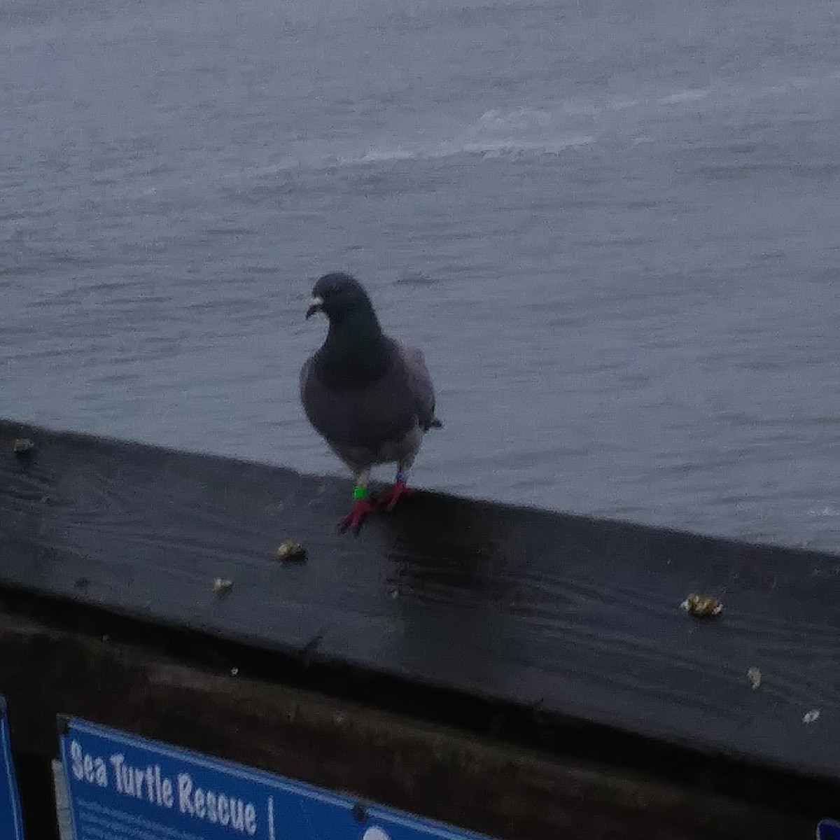 Rock Pigeon (Feral Pigeon) - ML141896341