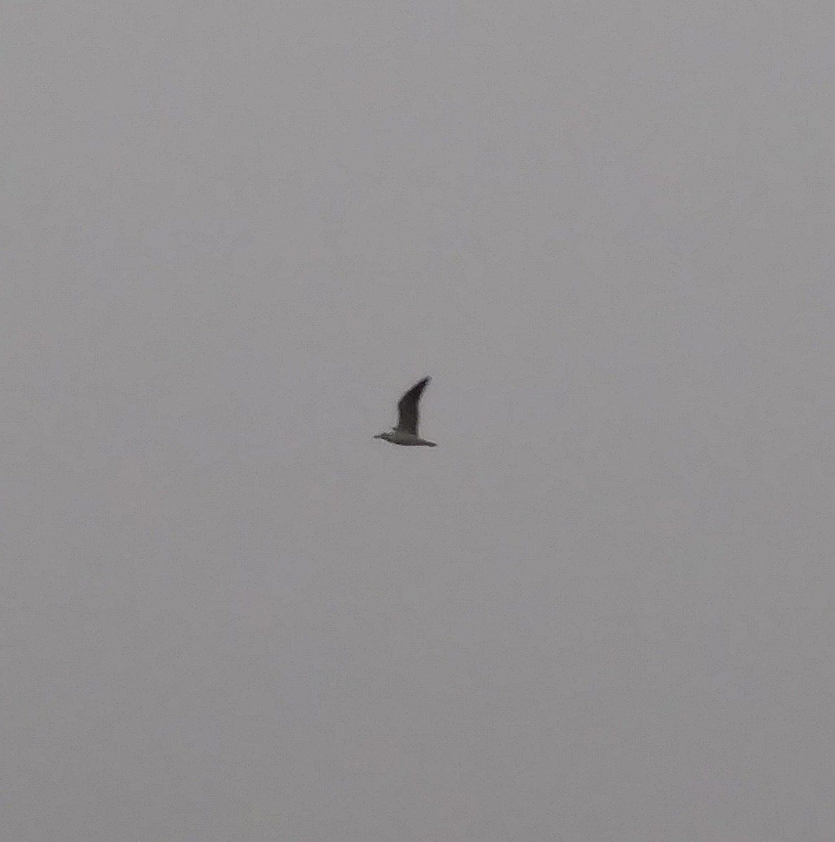 Great Black-backed Gull - Ty Smith