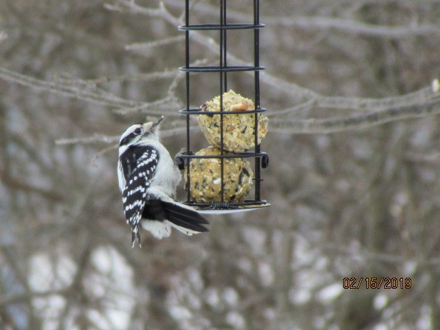 Downy Woodpecker - ML141897151