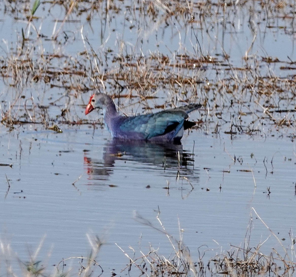 Gray-headed Swamphen - ML141897331