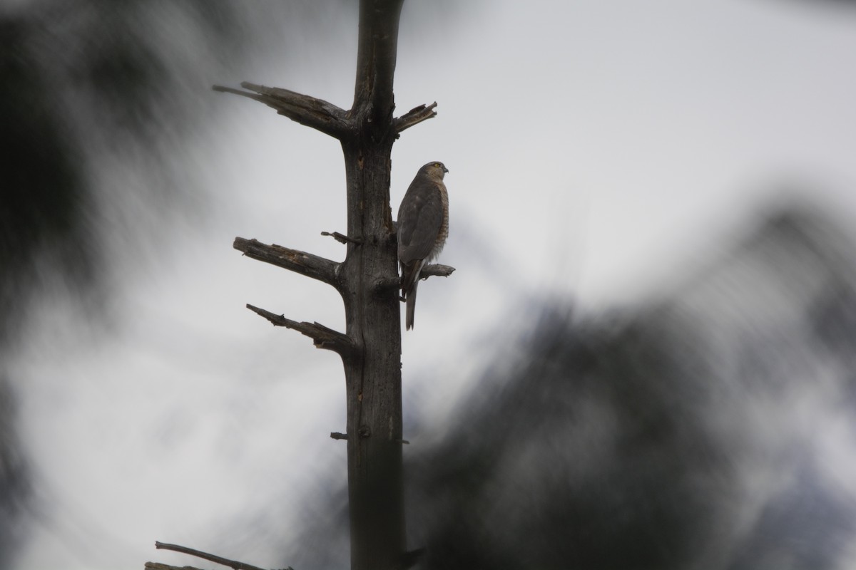 Eurasian Sparrowhawk - Lakshminarasimha  Ranganathan