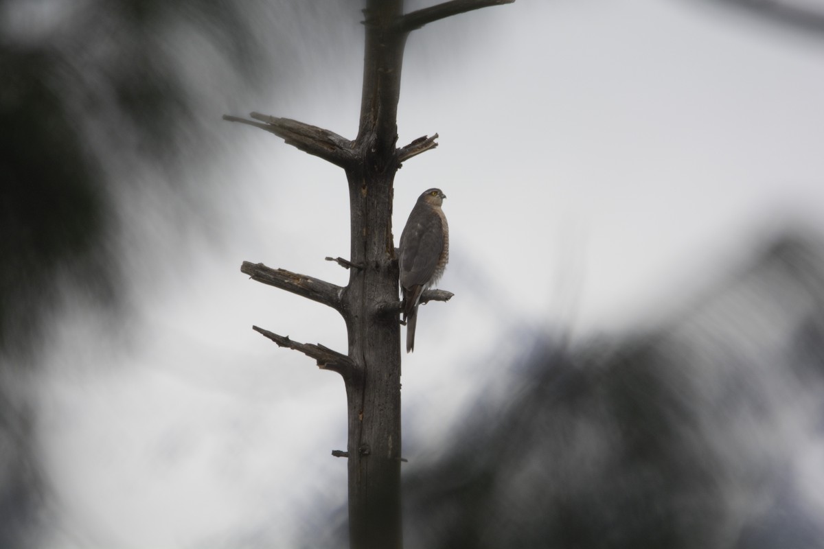 Eurasian Sparrowhawk - ML141897401