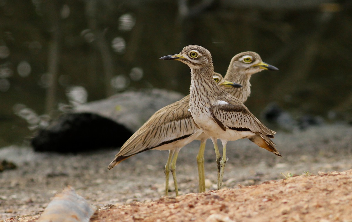 Senegal Thick-knee - ML141897721