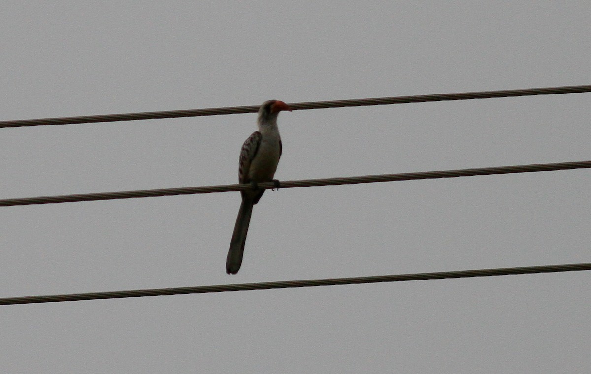 Western Red-billed Hornbill - ML141897751