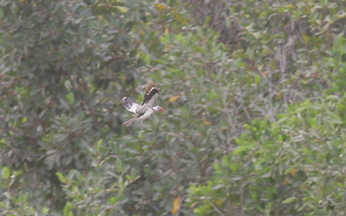 Western Red-billed Hornbill - Anton Liebermann