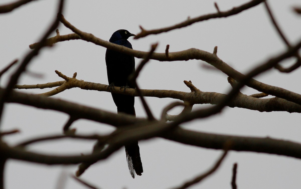 Long-tailed Glossy Starling - Anton Liebermann