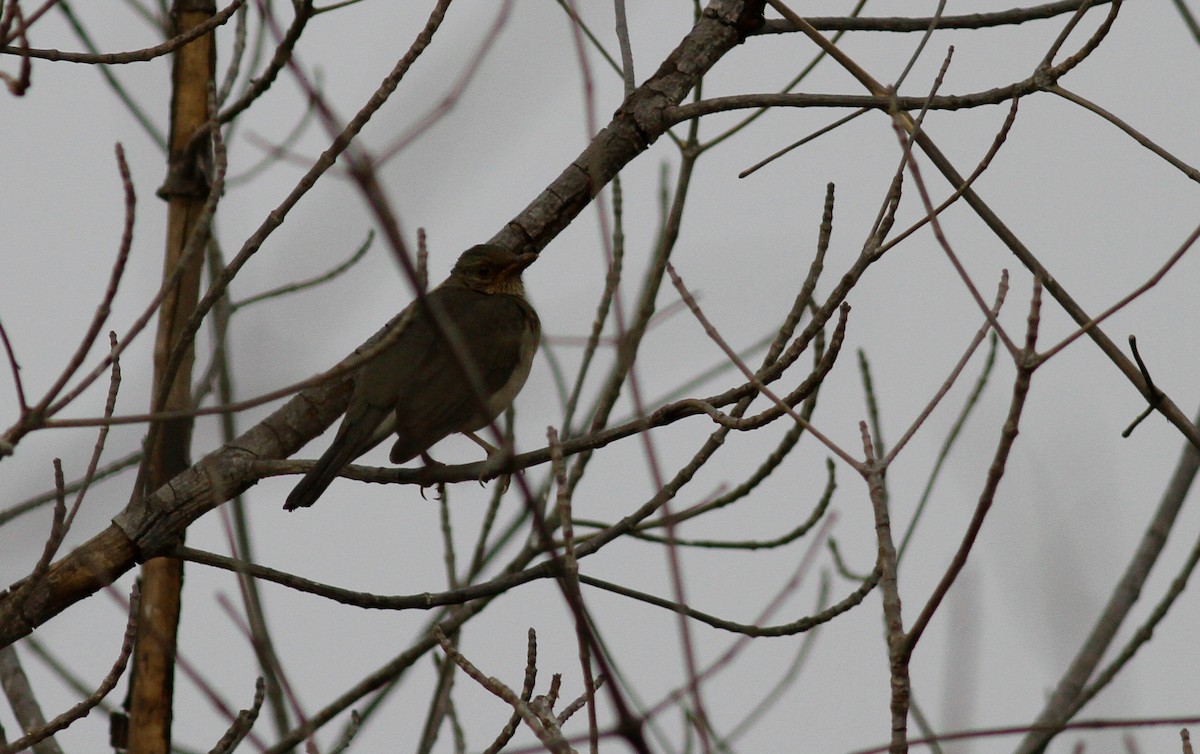 African Thrush (African) - ML141897951