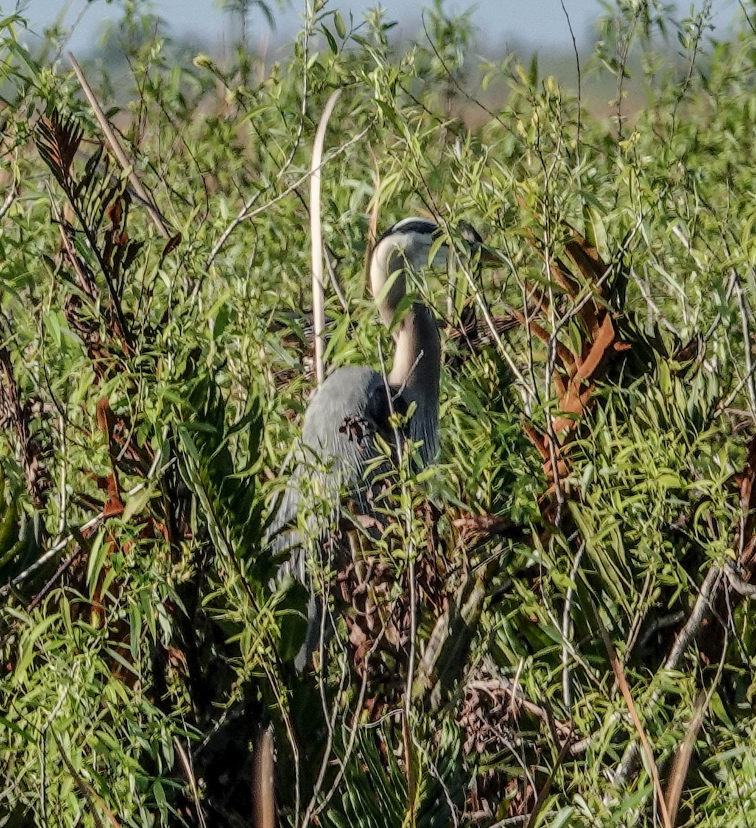 Great Blue Heron - ML141898121