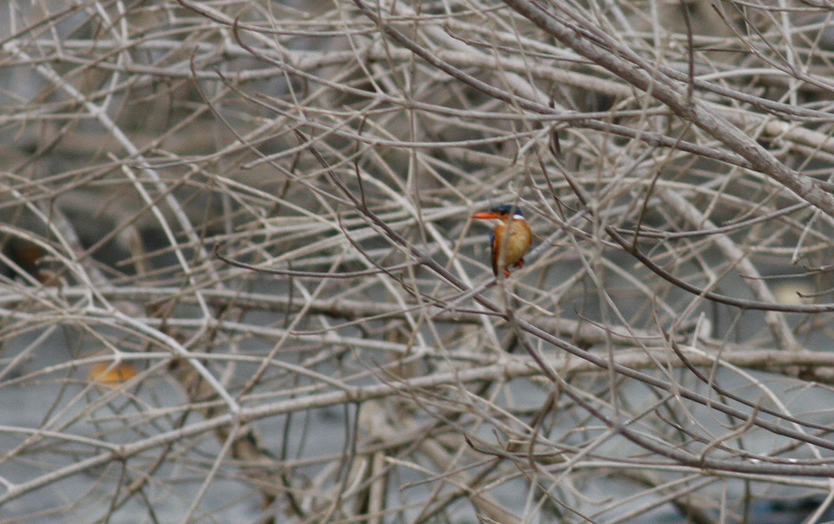 Malachite Kingfisher (Mainland) - Anton Liebermann