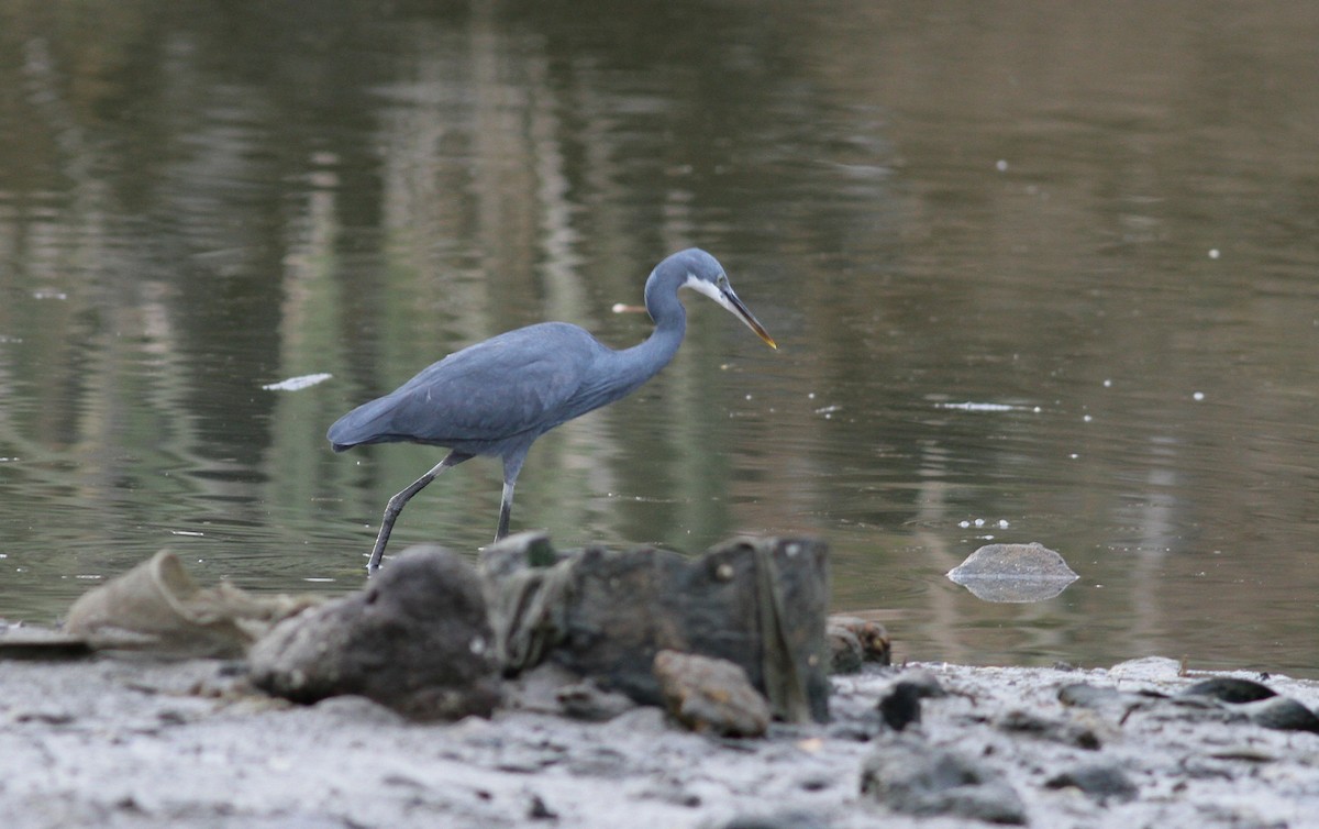 Western Reef-Heron (Western) - Anton Liebermann