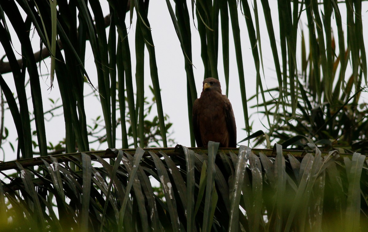 Black Kite (Yellow-billed) - ML141898261