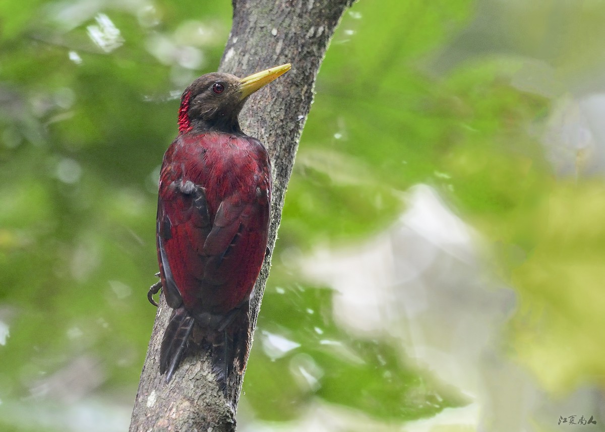 Maroon Woodpecker - ML141898411