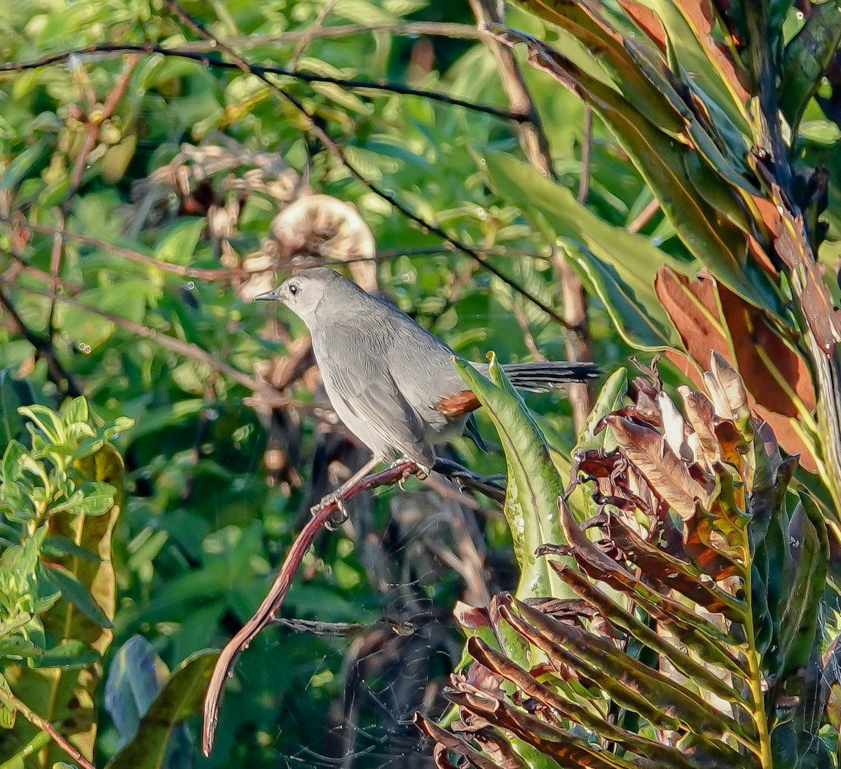 Gray Catbird - ML141898991