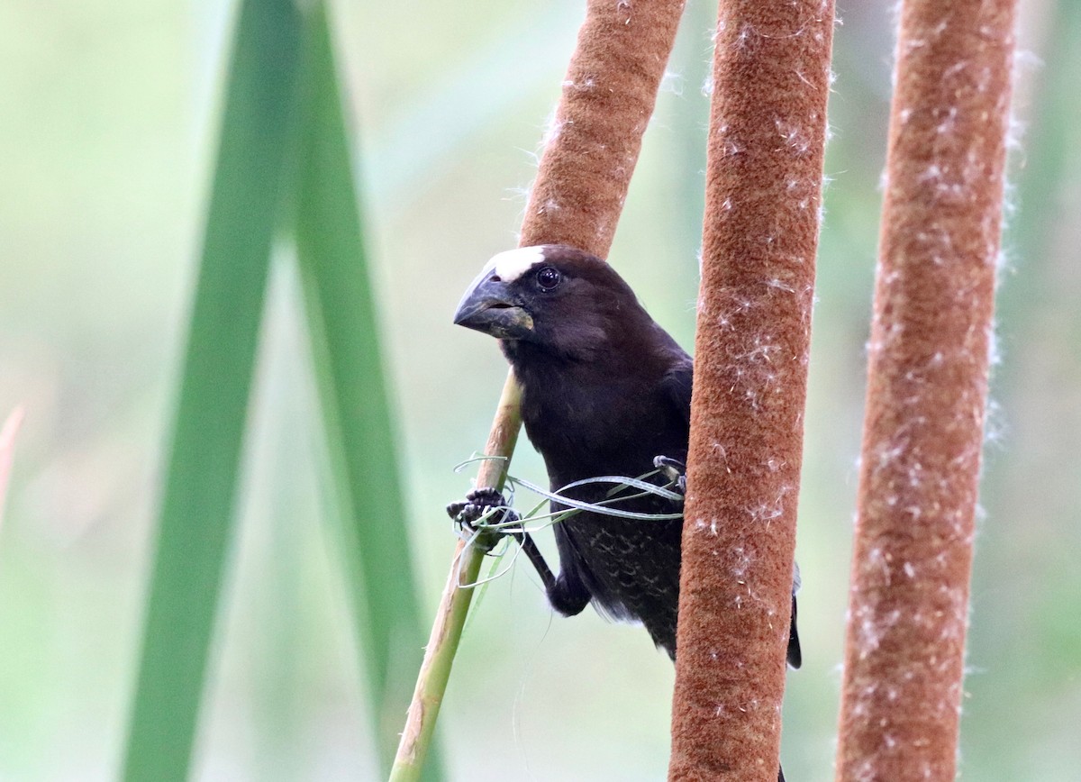 Grosbeak Weaver - ML141899661