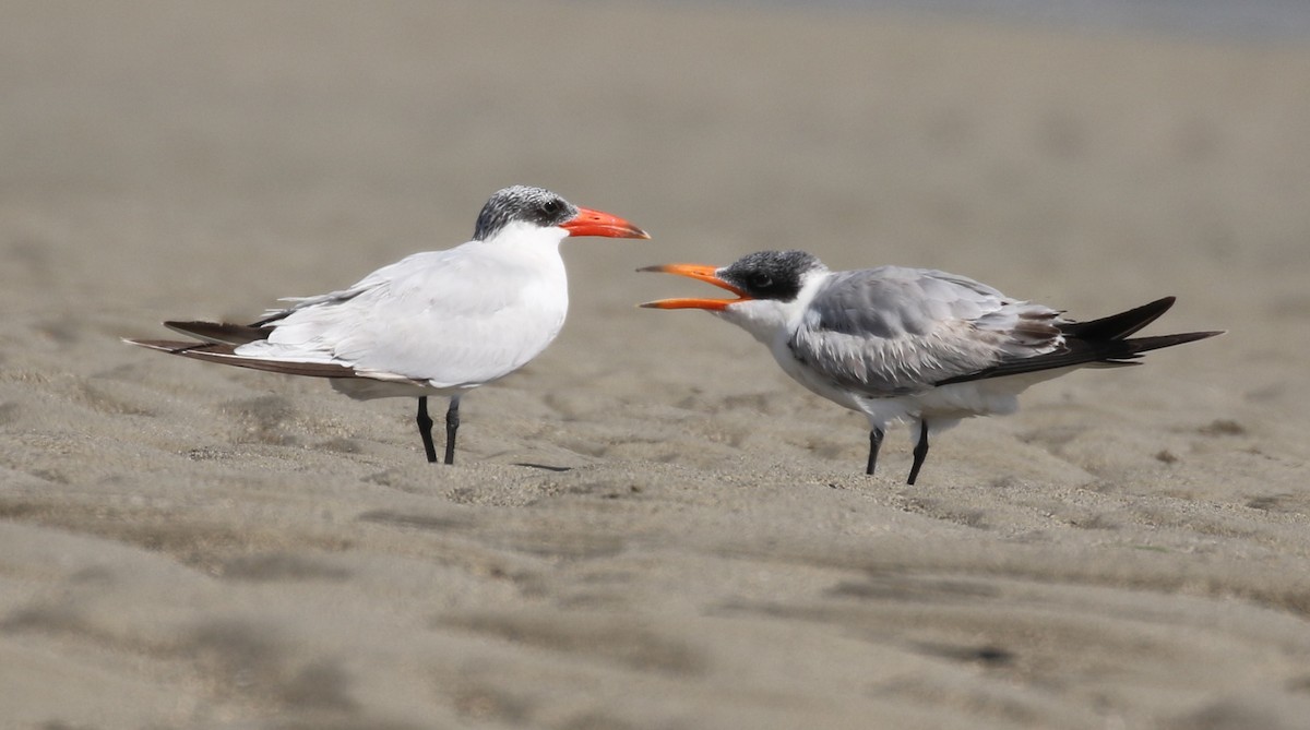 Caspian Tern - Vijaya Lakshmi