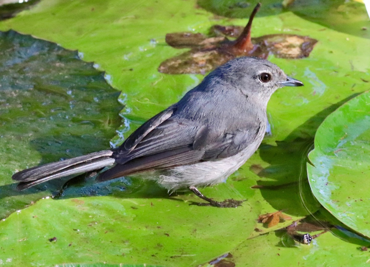 White-eyed Slaty-Flycatcher - ML141899831