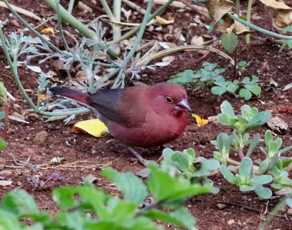 Red-billed Firefinch - ML141899951