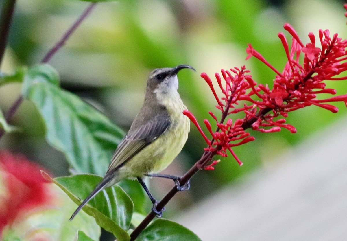 Bronze Sunbird - Charlie   Nims