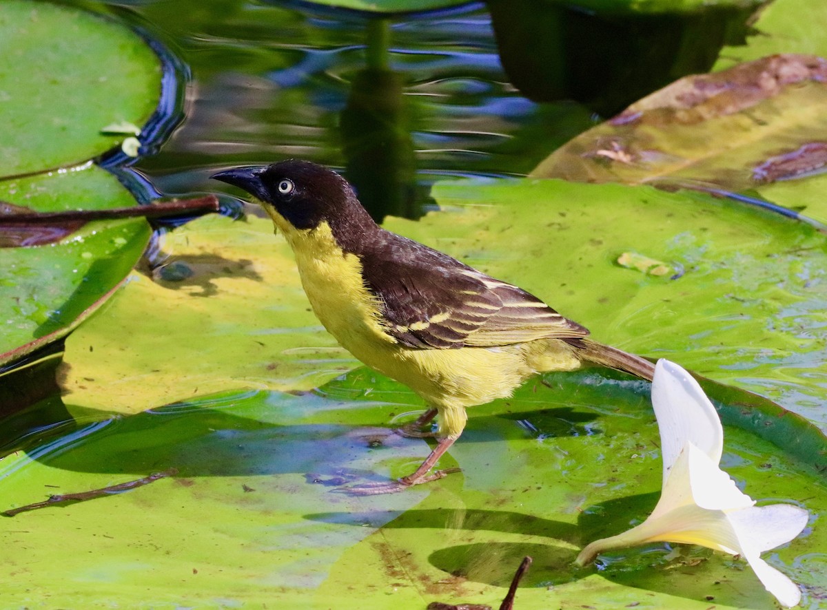 Baglafecht Weaver - ML141900121