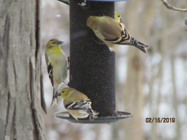 American Goldfinch - ML141900131