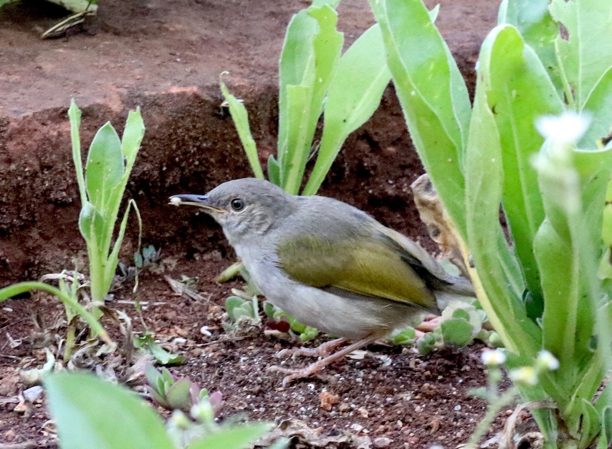 Green-backed Camaroptera (Gray-backed) - ML141900331