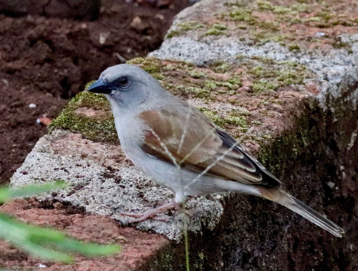 Swahili Sparrow - ML141900391