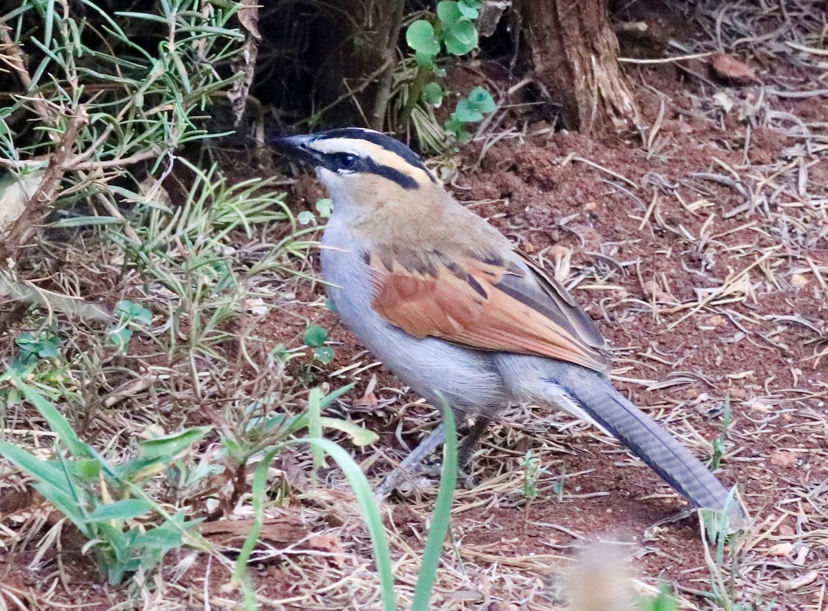 Black-crowned Tchagra - Charlie   Nims