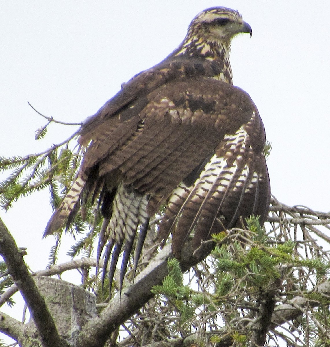 Great Black Hawk - Nicole Koeltzow