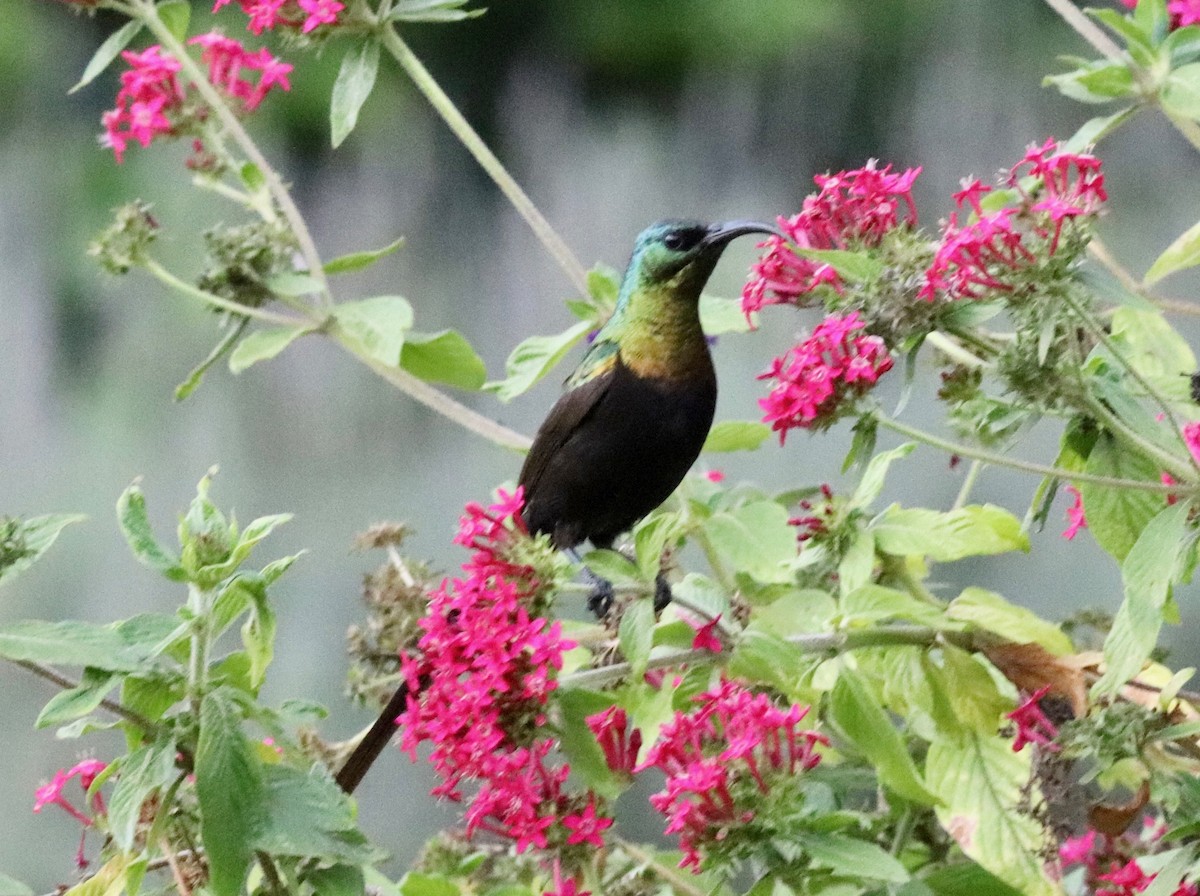 Bronze Sunbird - ML141900791