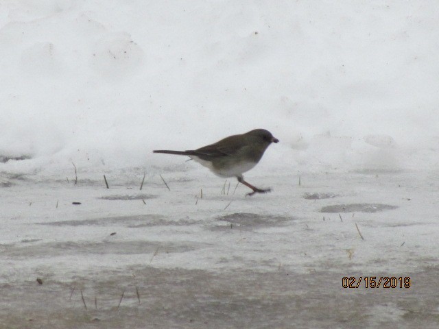 Junco ardoisé - ML141900861