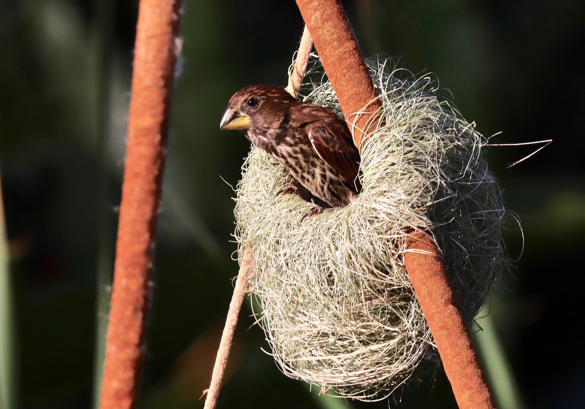 Grosbeak Weaver - ML141900881