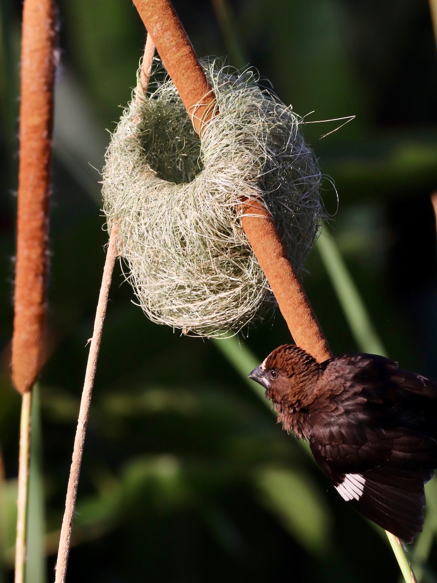 Grosbeak Weaver - ML141901051