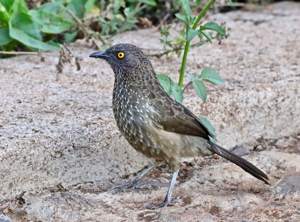 Arrow-marked Babbler - ML141901091