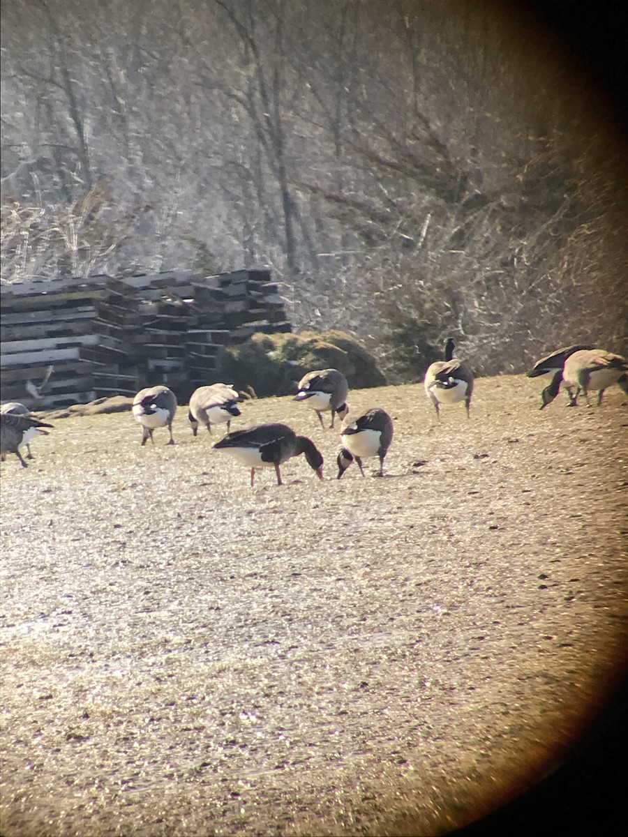 Greater White-fronted Goose - ML141901971