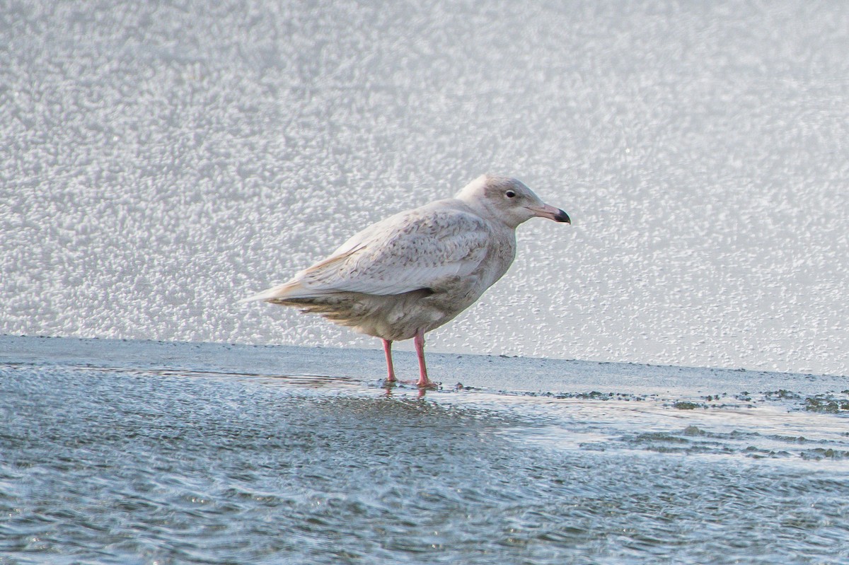 Glaucous Gull - Frank King