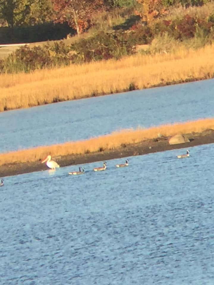 American White Pelican - ML141903071