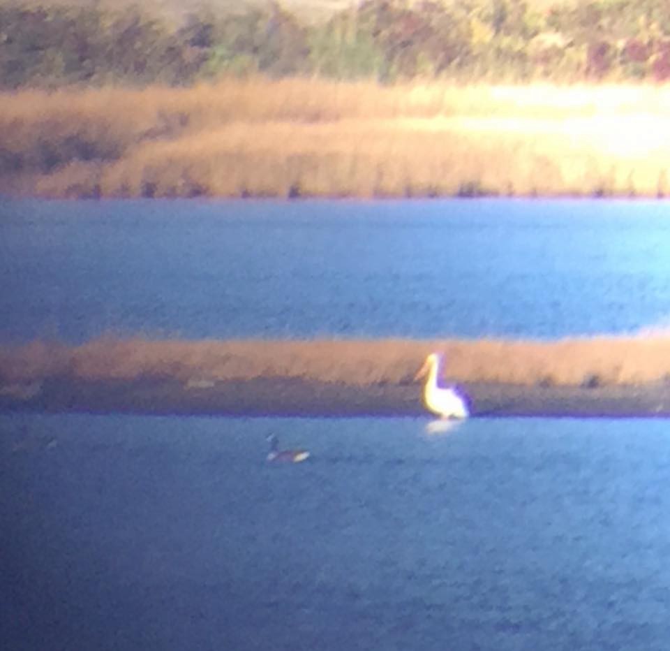 American White Pelican - ML141903081