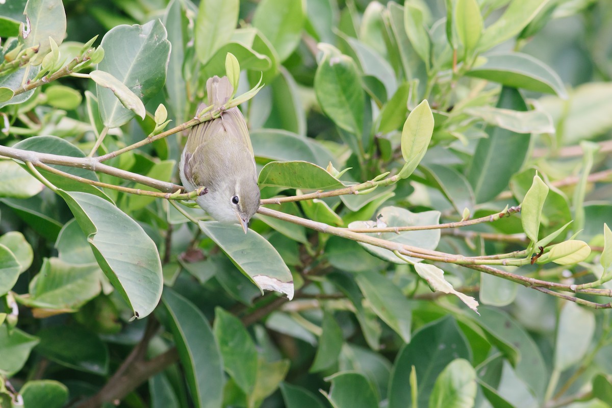 Ijima's Leaf Warbler - Liang-Hsien 亮賢 Chiang 江🐈︎