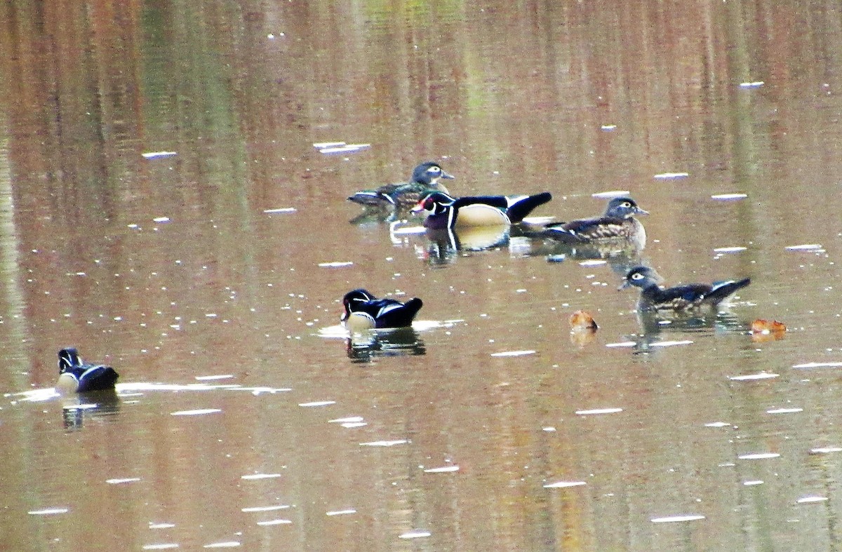 Wood Duck - Fred Kachmarik