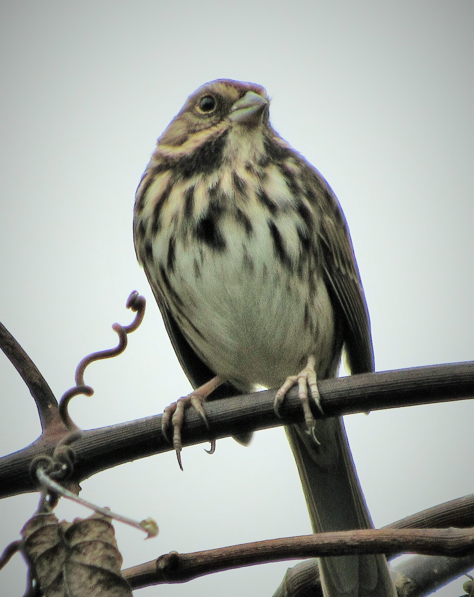 Song Sparrow - Fred Kachmarik