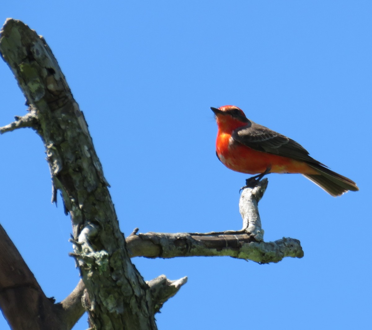 Vermilion Flycatcher - ML141905201