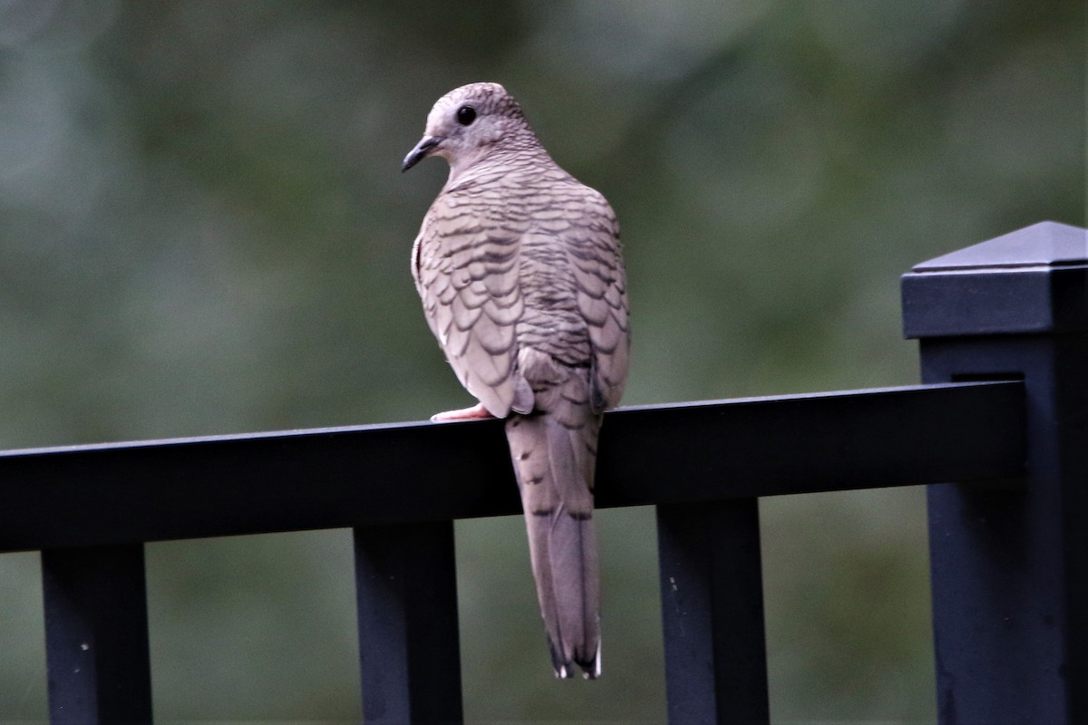 Inca Dove - Denise Littleton