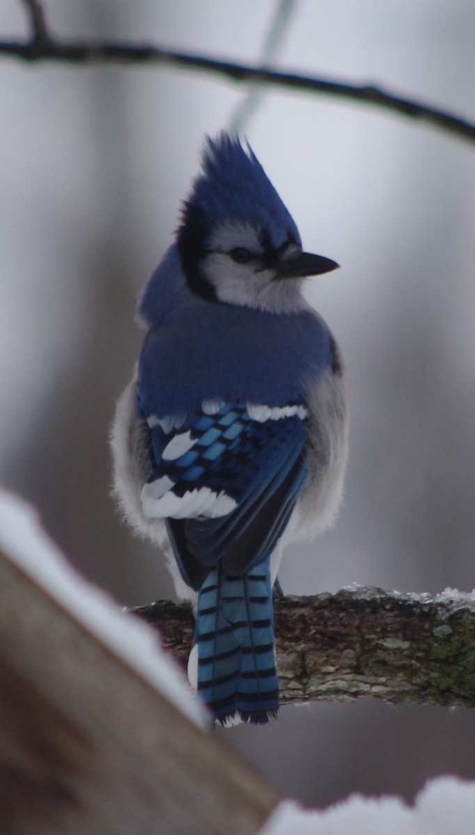 Blue Jay - ML141906221