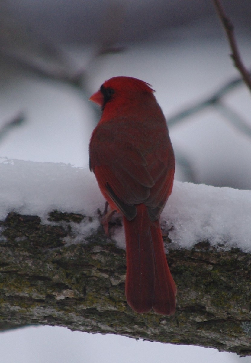 Cardinal rouge - ML141906471