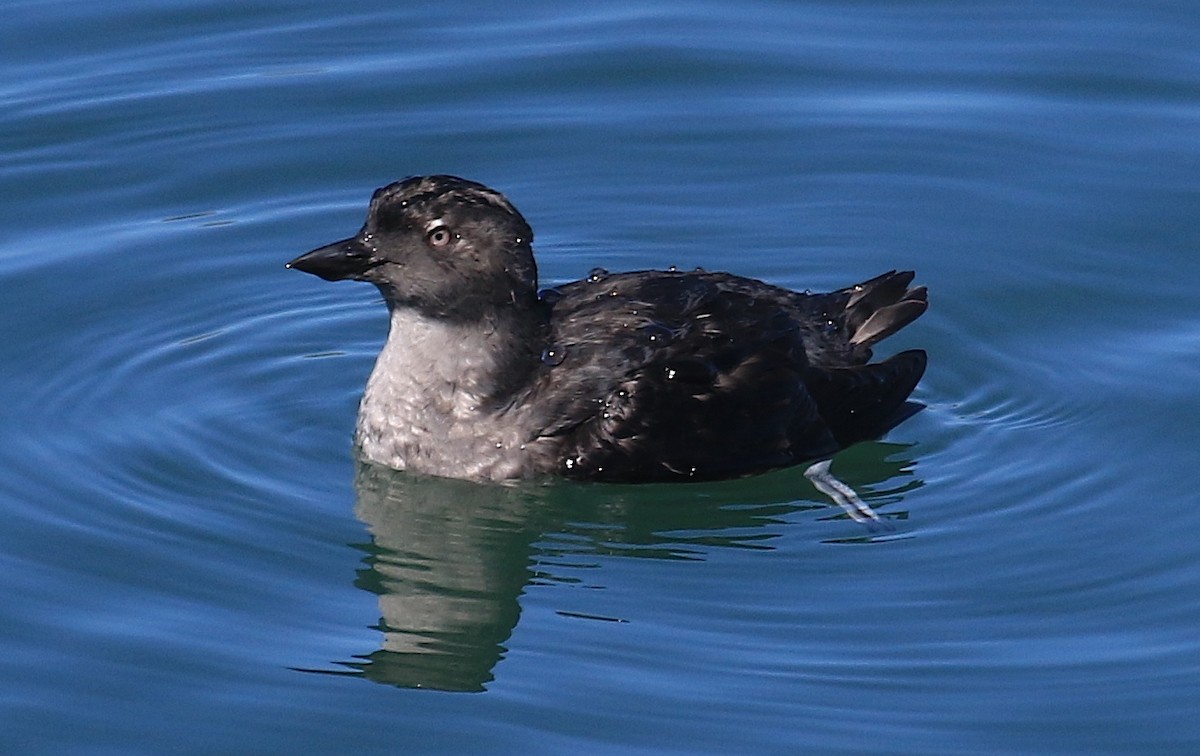 Cassin's Auklet - ML141906671