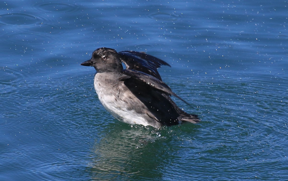 Cassin's Auklet - ML141906821