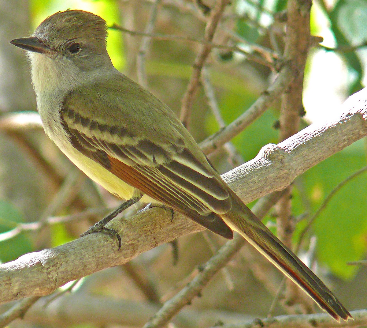 Ash-throated Flycatcher - ML141907231